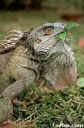 WildIguana2.bmp (130102 bytes)