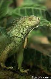 WildIguana3.bmp (129078 bytes)