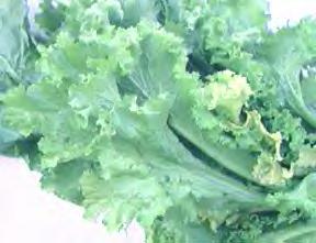 mustard.bmp (190998 bytes)