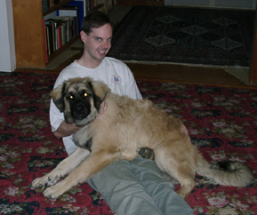 lap dog