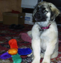 squeaky toy