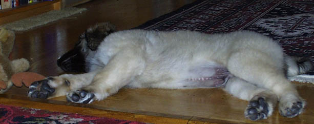 sack out puppy with moose