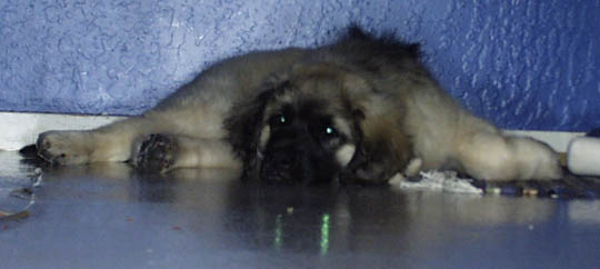 broken puppy