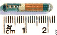 chip.jpg (7524 bytes)