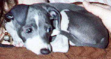 runpup.gif (60302 bytes)