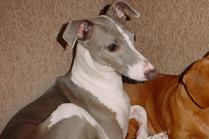 smokey4.JPG (143700 bytes)