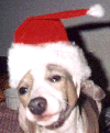 sydxmas_sm.gif (10710 bytes)