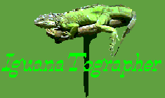 Welcome to Iguana Tographer!