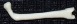 femur