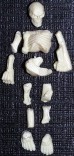skeleton