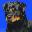 pit bulls and rottweilers