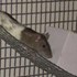Molemmat