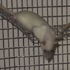 Molemmat