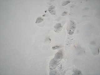 Footprints in the snow