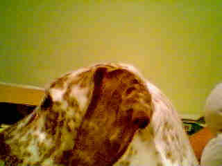 Max the Dog's ears