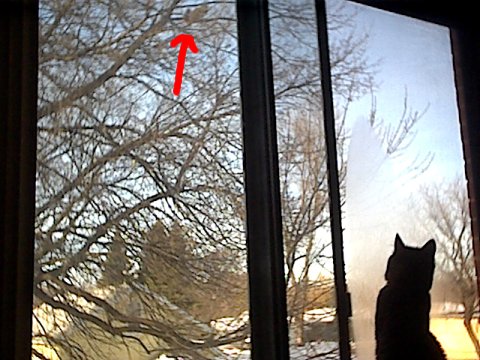 Seven watching a Squirel