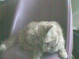 Tang- the other orange cat