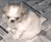 japanesechin11