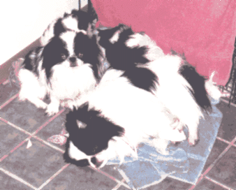 japanesechin12