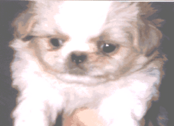 japanesechin3