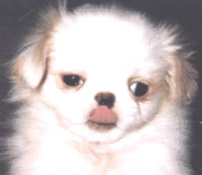 japanesechin4