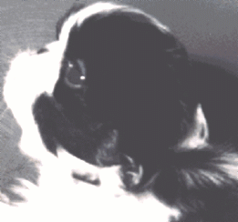 japanesechin5