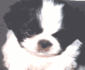 japanesechin6