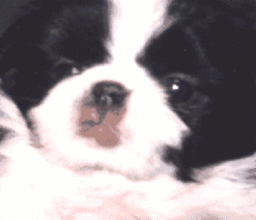 japanesechin7