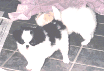 japanesechin8