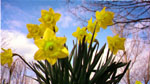 daff