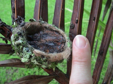 Baby Hummingbirds