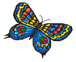 is this butterfly totally awesome or what? the colours children, the colours!
