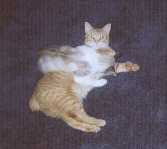 /user/cats.jpg