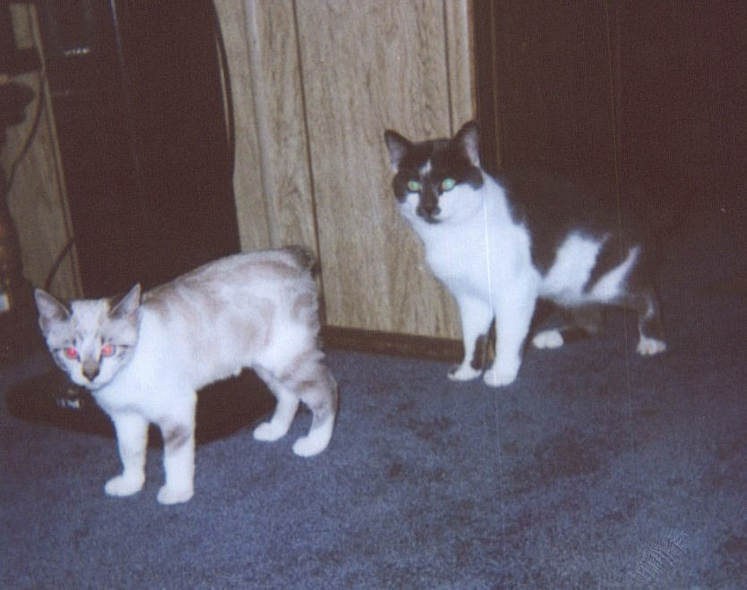 /user/cats2.jpg