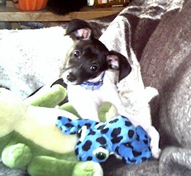 Rat Terrier