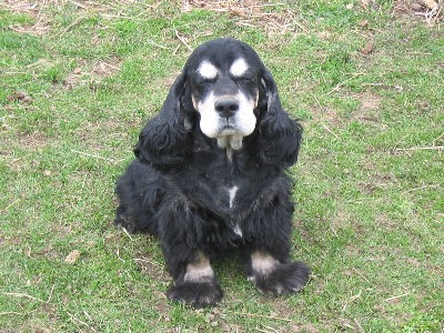Wildwood's Mister Bojangles Aka "Sparky"