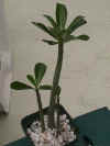 Adenium obesum.JPG (41579 bytes)