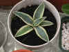 Agave americana var..JPG (50359 bytes)
