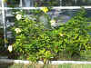 Alamanda.jpg (106802 bytes)