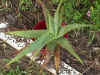 Aloe.JPG (94514 bytes)