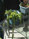 Burro's tail.JPG (63690 bytes)