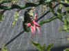 Devil's Backbone-pedilanthus tithymaloides.jpg (102348 bytes)