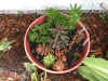 Dish garden 2.JPG (88339 bytes)