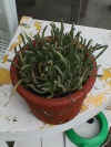Dudleya edulis.JPG (53843 bytes)
