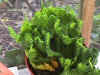 Euphorbia A.JPG (82086 bytes)