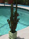 Euphorbia candelabrum.jpg (100026 bytes)