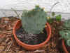 Opuntia Andrew.JPG (69277 bytes)