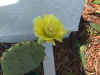 Opuntia robusta.JPG (62962 bytes)