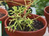 Rhipsalis.JPG (63890 bytes)
