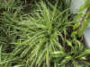 Spider green center.jpg (101064 bytes)